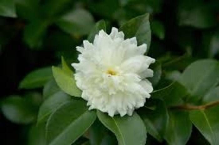 'Snow on the Mountain' - Camellia sasanqua from 93 Nursery