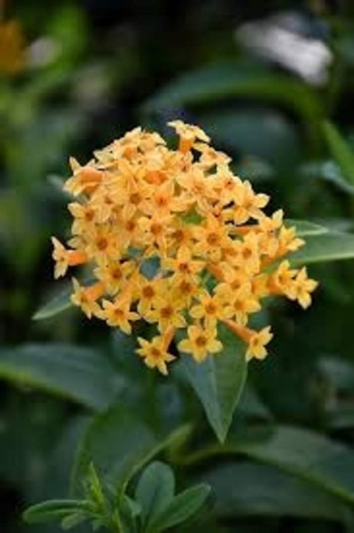 'Orange Zest' Willow-leaf - Cestrum aurantiacum from 93 Nursery