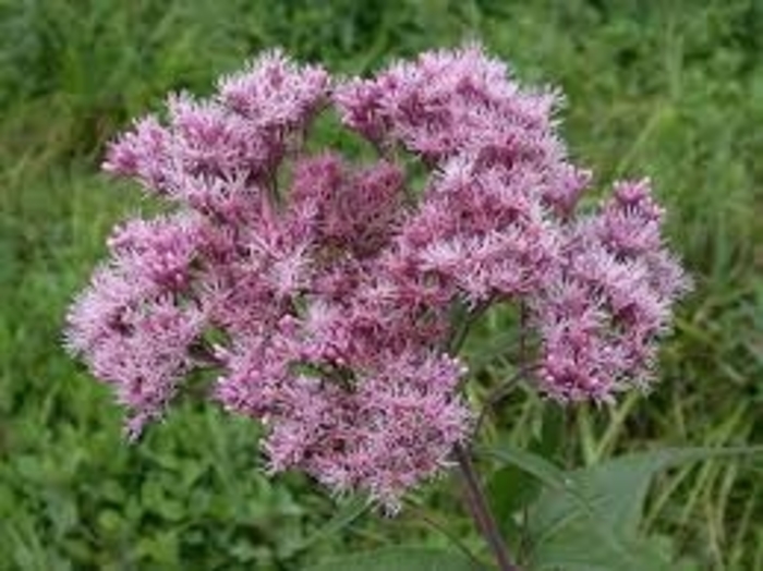 Joe Pye Weed - Eutrochium purpureum from 93 Nursery