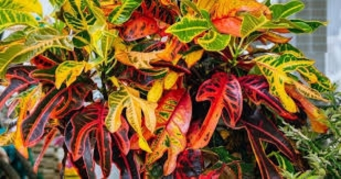 'Mammy' Croton - Codiaeum variegatum from 93 Nursery