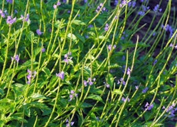 Blue Porter Weed - Stachytarpheta jamaicensis from 93 Nursery