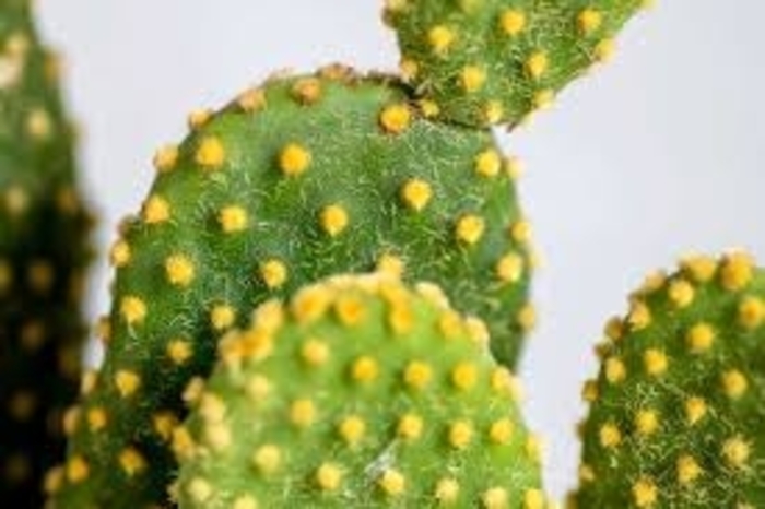 Yellow Bunny Ear Cactus - Opuntia microdasys from 93 Nursery