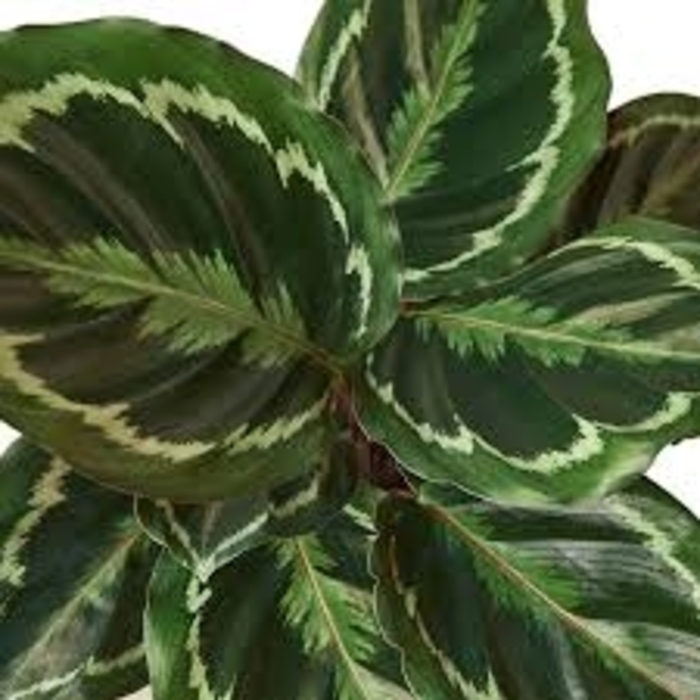 'Royal Standard' Medallion Plant - Calathea roseopicta from 93 Nursery