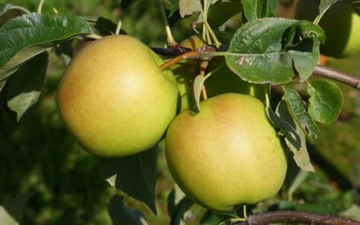 'Golden Dorsett' Apple - Malus domestica from 93 Nursery