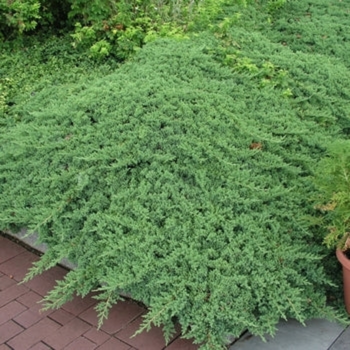 'Greenmound' Juniper - Juniperus procumbens from 93 Nursery