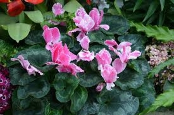 Allure 'Dark Salmon Pink' - Cyclamen from 93 Nursery