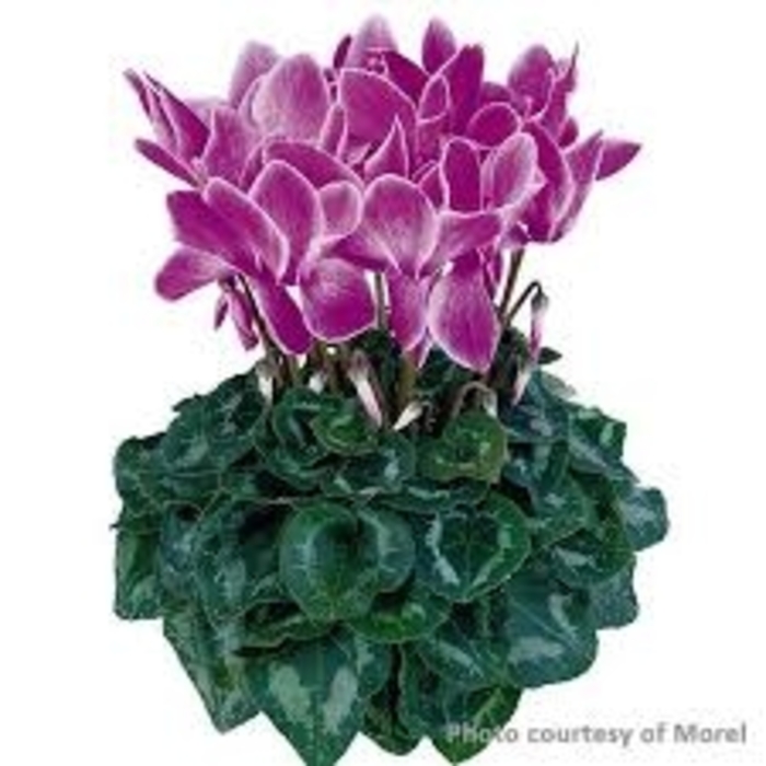 'laser synchro purple' - Cyclamen from 93 Nursery