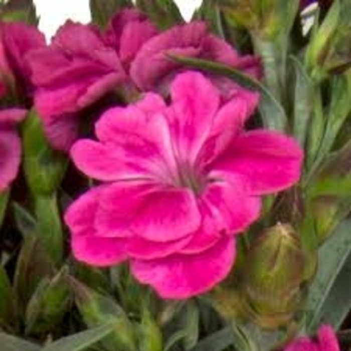 Peman Fancy Cerise - Dianthus from 93 Nursery