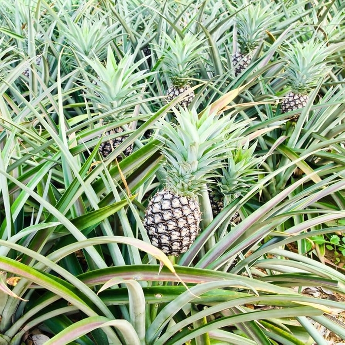 White Jade Pineapple - Ananus Comus Pineapple from 93 Nursery