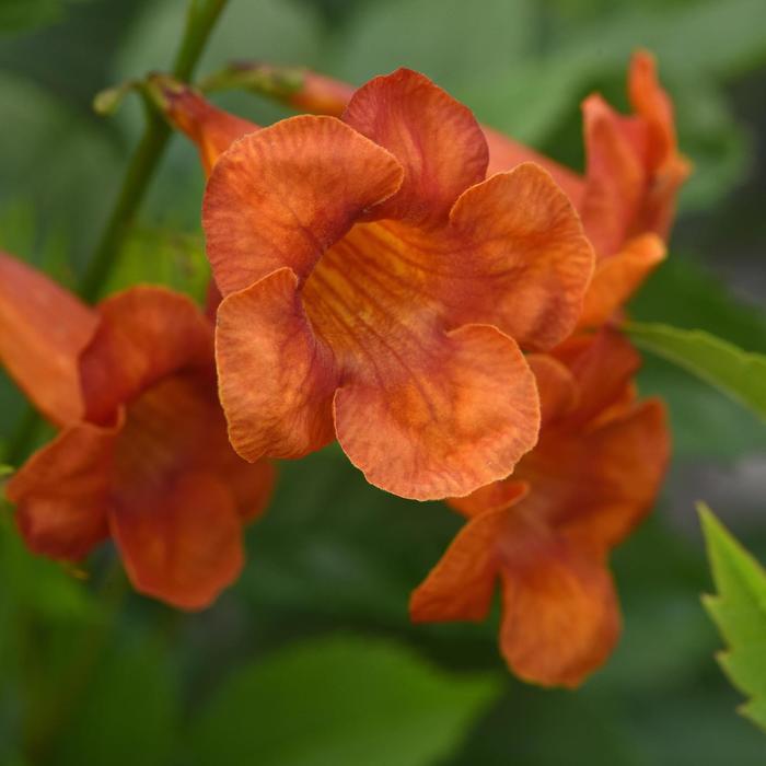 Kalama™ 'Papaya' - Tecoma alata from 93 Nursery