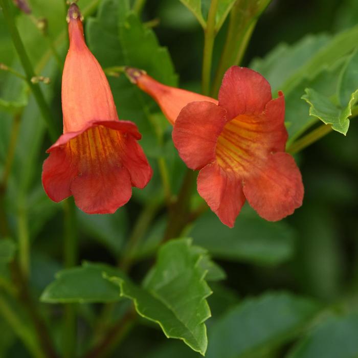 Kalama™ 'Pomegranate' - Tecoma stans from 93 Nursery