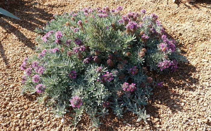 Creeping Germander - Teucrium aroanium from 93 Nursery