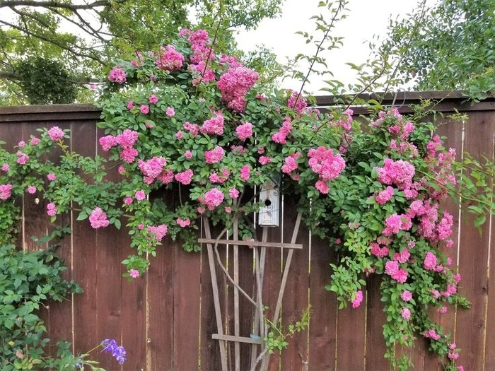 'Peggy Martin' Climbing Rose - Rosa from 93 Nursery