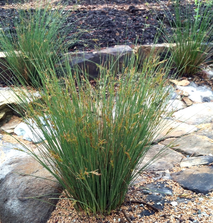 Hard Rush - Juncus inflexus from 93 Nursery