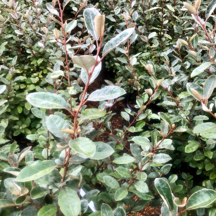 Elaeagnus - Elaeagnus pungens from 93 Nursery