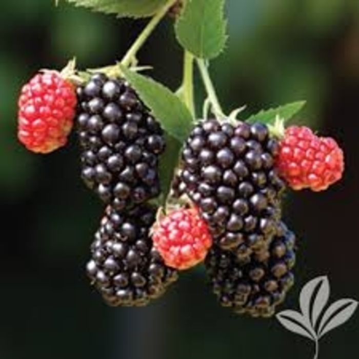 'Kiowa' Blackberry - Rubus fruticosa from 93 Nursery