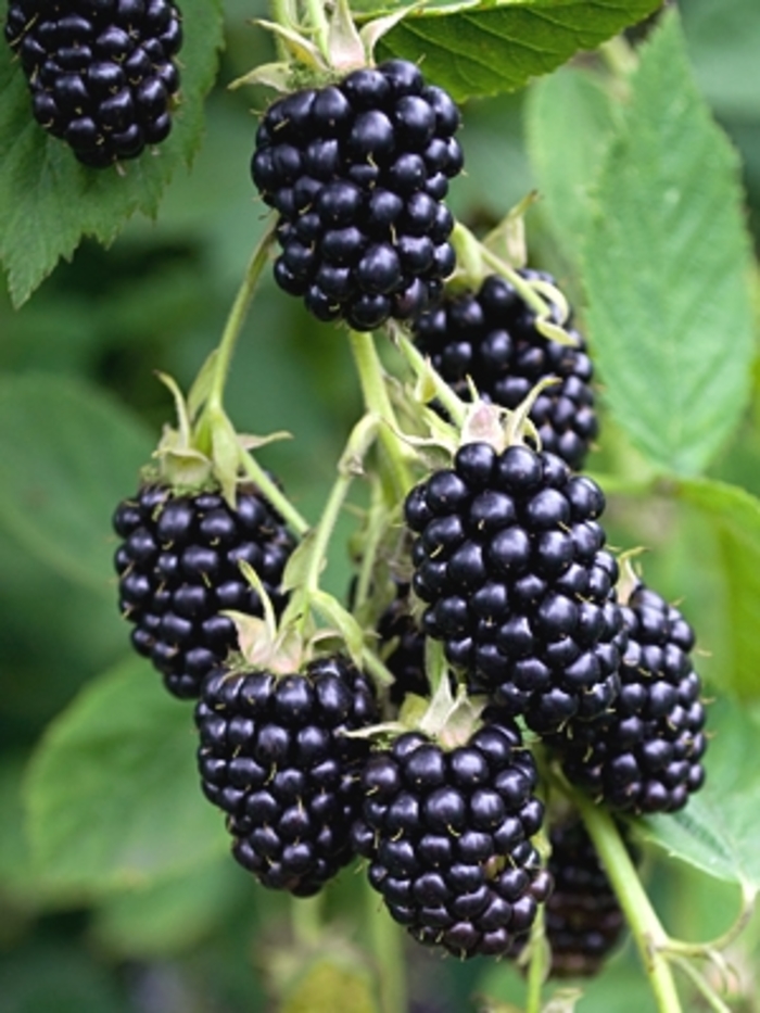 'Natchez' Blackberry - Rubus from 93 Nursery