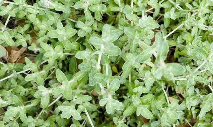 'Lanata' Woolly Stemodia - Stemodia from 93 Nursery