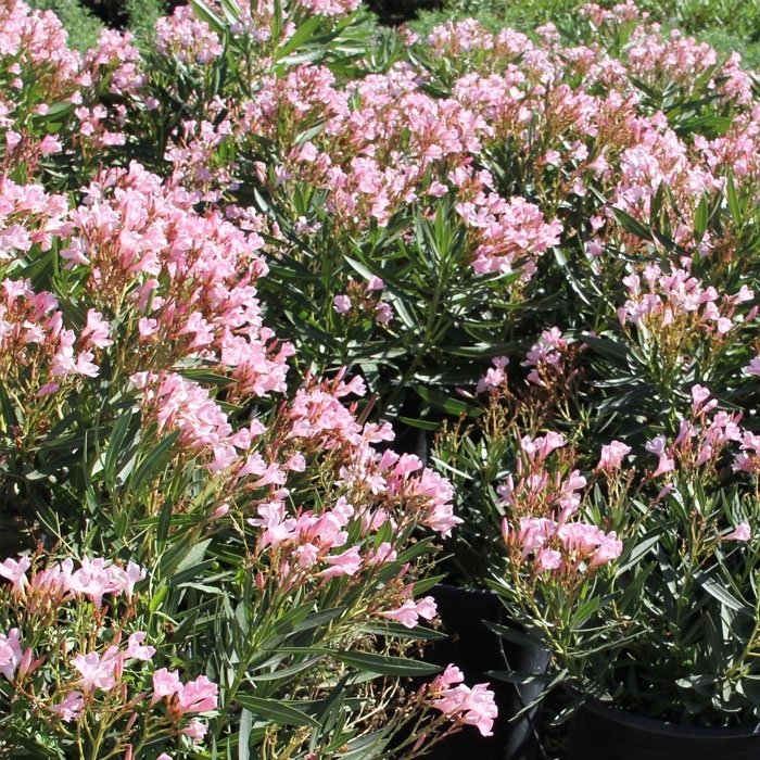 Oleander 'Petite Pink' - Nerium oleander from 93 Nursery