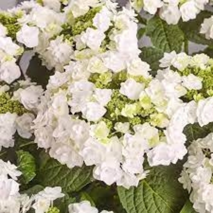 'Wedding Gown' Hydrangea - Hydrangea macrophylla from 93 Nursery