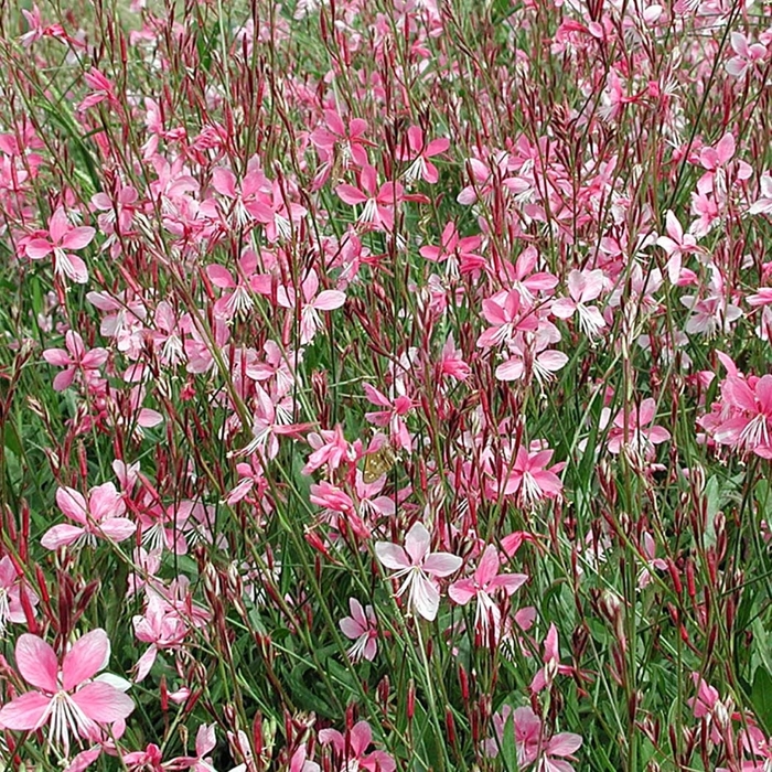 'Siskiyou Pink' - Gaura lindheimeri from 93 Nursery