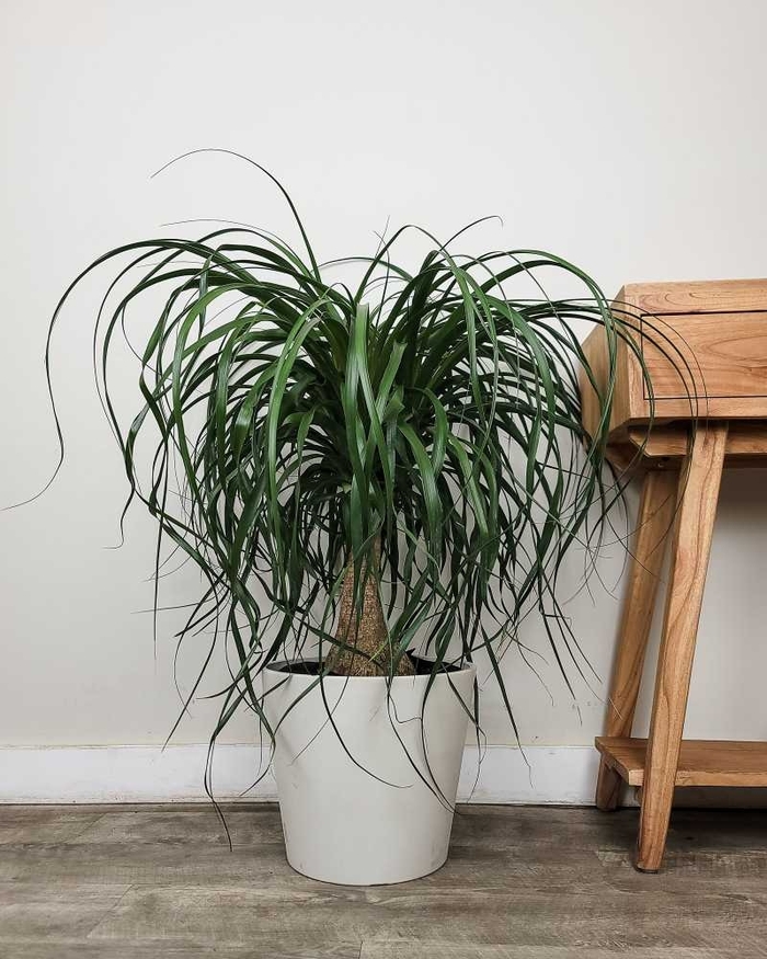 Pony Tail Palm - Beaucarnea recurvata from 93 Nursery