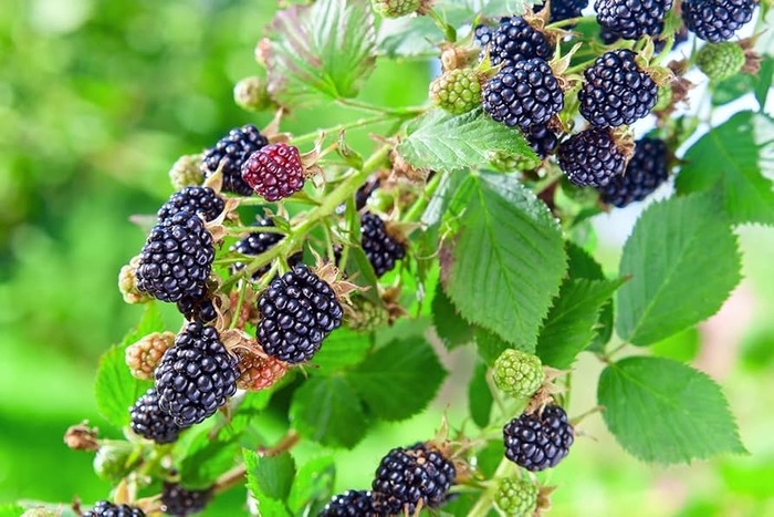 'Osage' Thornless Blackberry - Rubus from 93 Nursery