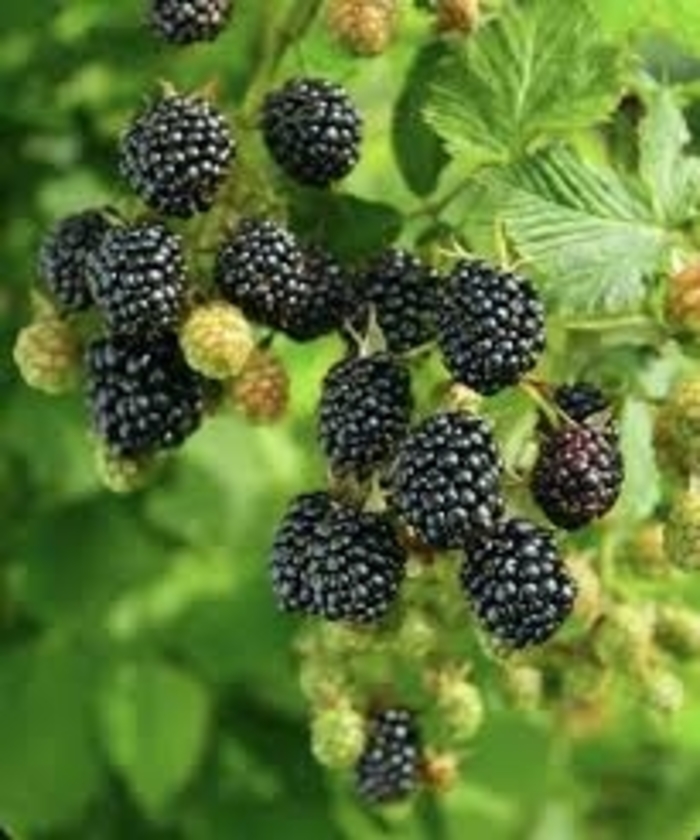 'Sweet-Ark® Ponca' Blackberry - Rubus from 93 Nursery