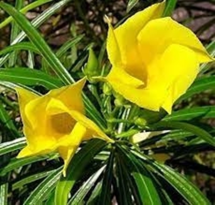 Yellow Oleander - Nerium oleander from 93 Nursery