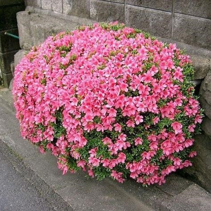 'Chinzan' Azalea - Rhododendron Satsuki Hybrid from 93 Nursery