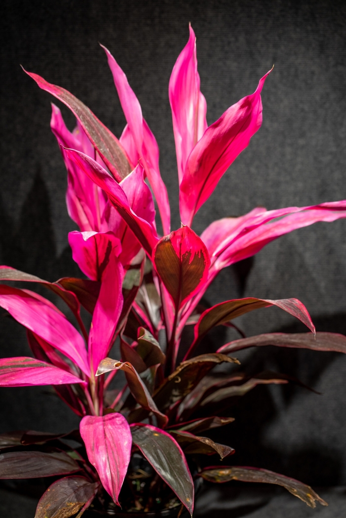 'Red Sister' Ti Plant - Cordyline fruticosa from 93 Nursery