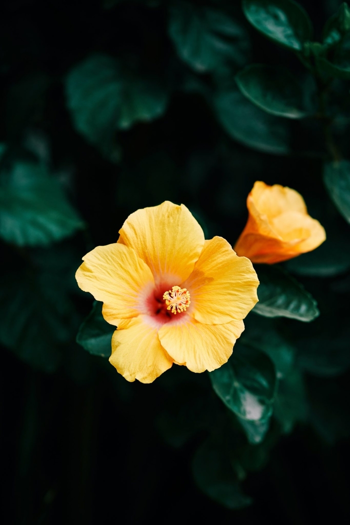 Tradewinds™ 'Lilikoi Yellow' - Hibiscus rosa-sinensis (Tropical Hibiscus) from 93 Nursery