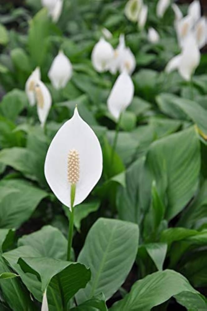 Peace Lily - Spathiphyllum from 93 Nursery