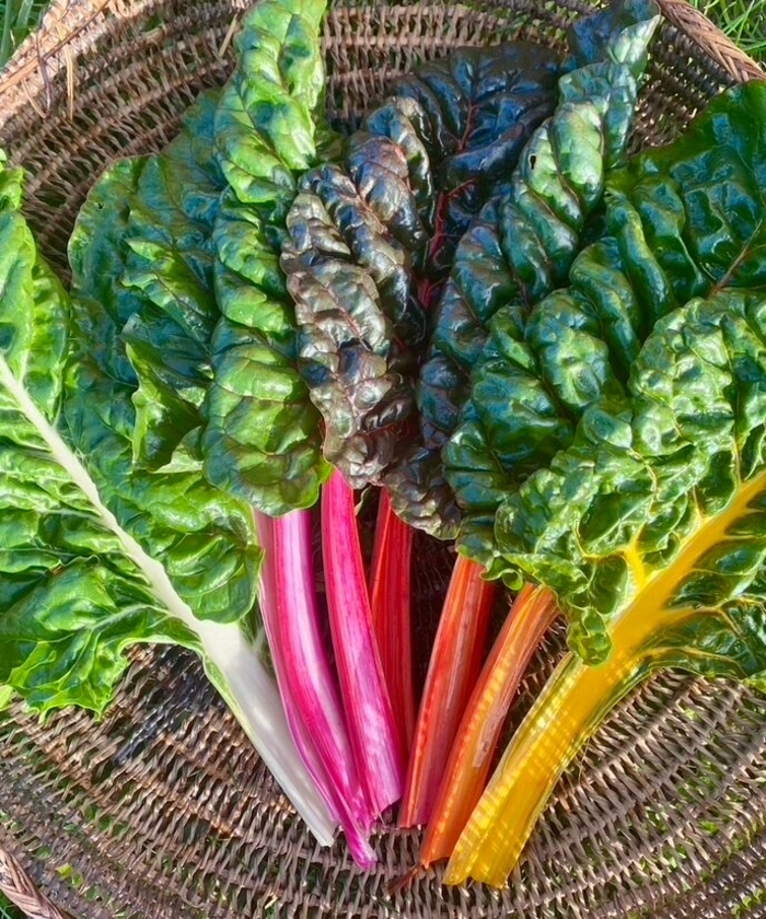  Swiss Chard - Beta vulgaris var cicla from 93 Nursery