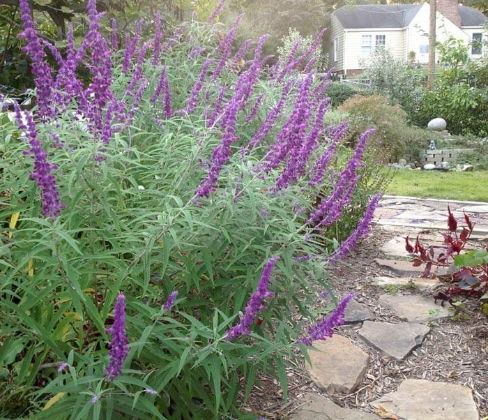 Mexican Bush Sage - Salvia leucantha from 93 Nursery