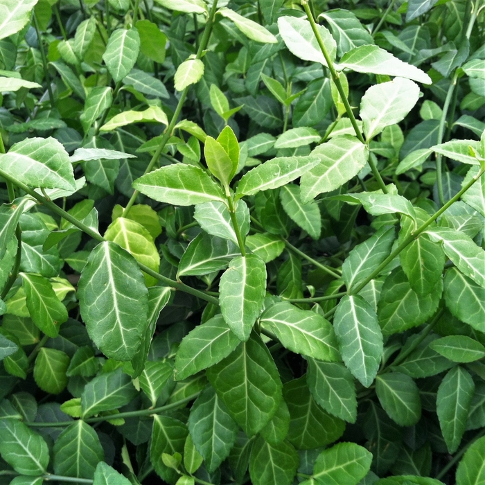 'Coloratus' Wintercreeper - Euonymus fortunei from 93 Nursery