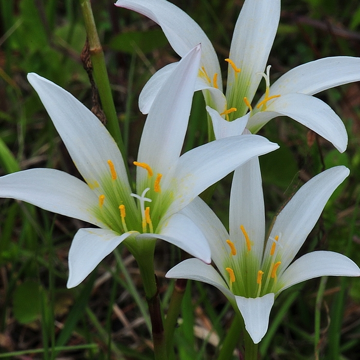 Rain Lily - Zephyranthes atamasco from 93 Nursery
