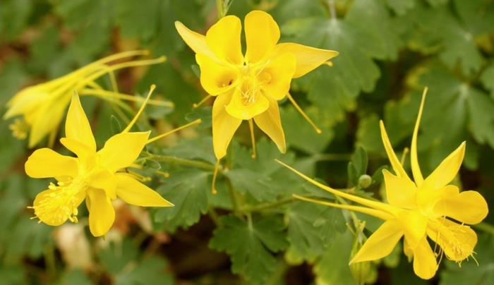 'Texas Gold' Columbine - Aquilegia canadensis from 93 Nursery