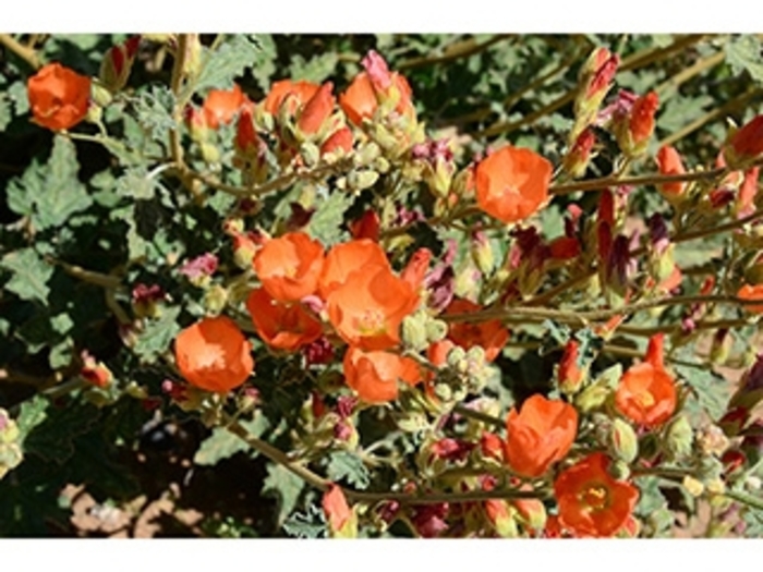 Globe Mallow - Sphaeralcea ambigua from 93 Nursery