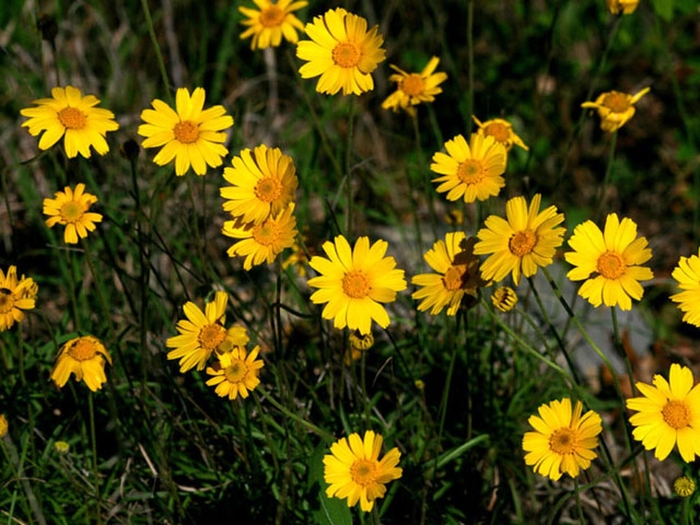 Four-nerve Daisy - Tetraneuris scaposa from 93 Nursery