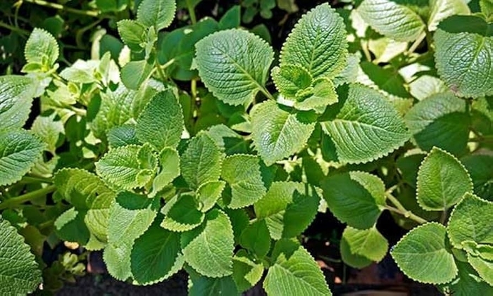 Mexican Oregano - Lippia graveolens from 93 Nursery