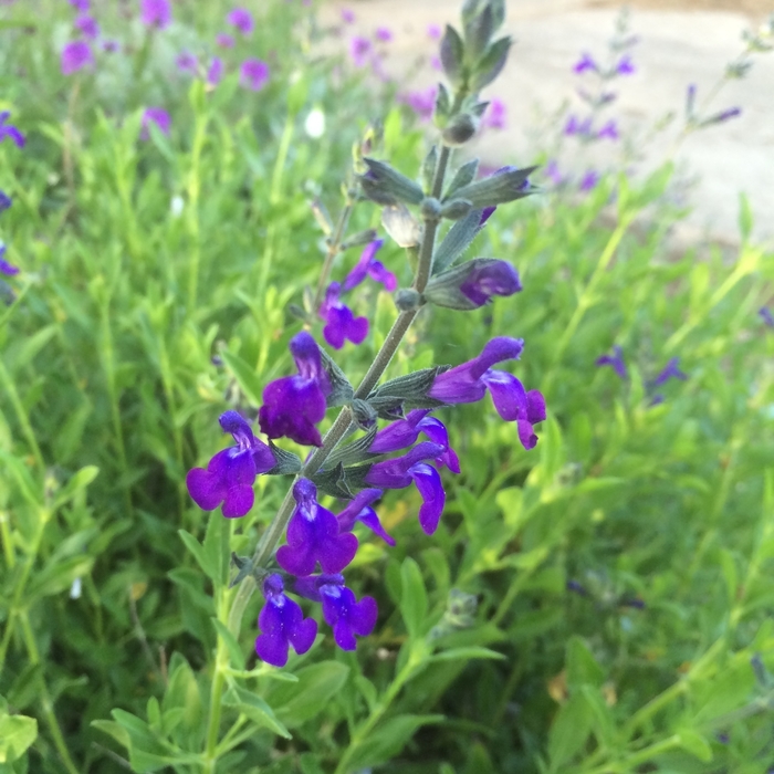 'Nuevo Leon' Autumn Sage - Salvia greggii x lycioides from 93 Nursery