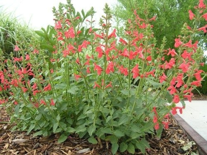 Texas Betony - Stachys coccinea from 93 Nursery