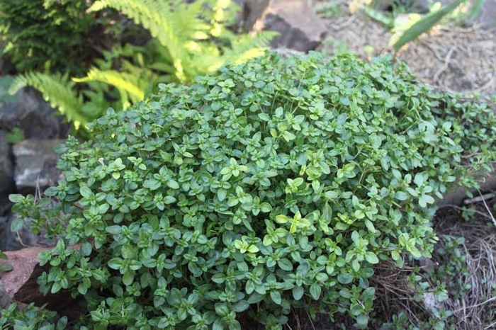  Creeping Thyme - Thymus longicaulis from 93 Nursery