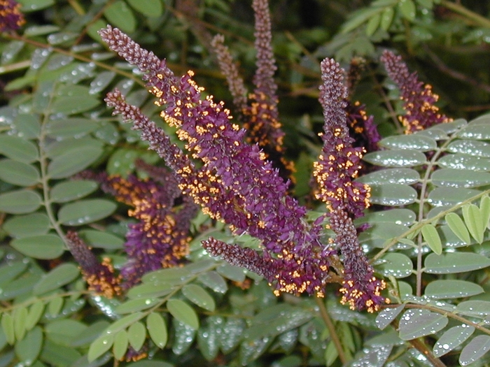False Indigo - Amorpha fruticosa from 93 Nursery