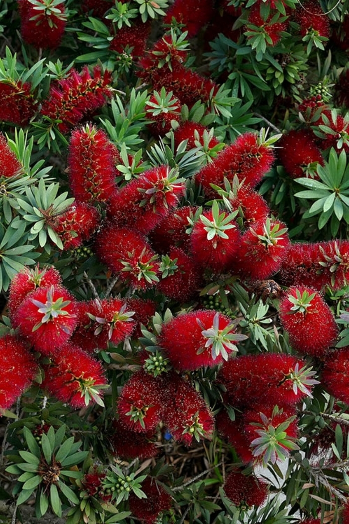 Bottlebrush - Callistemon viminalis from 93 Nursery