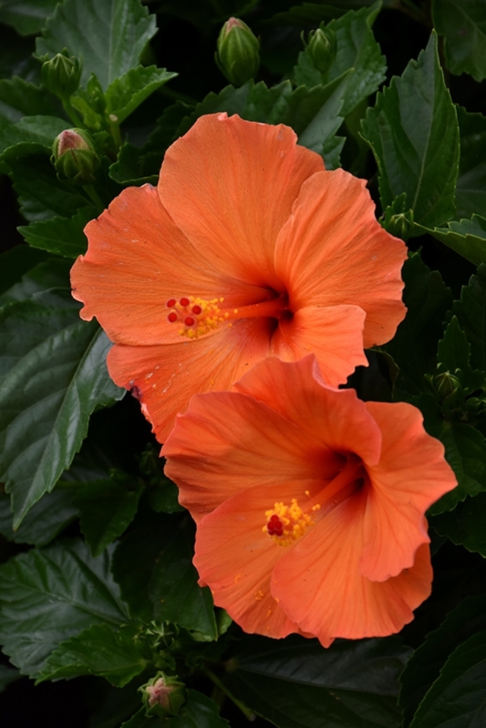 Tradewinds™ 'Orange Sunset' - Hibiscus rosa-sinensis (Tropical Hibiscus) from 93 Nursery