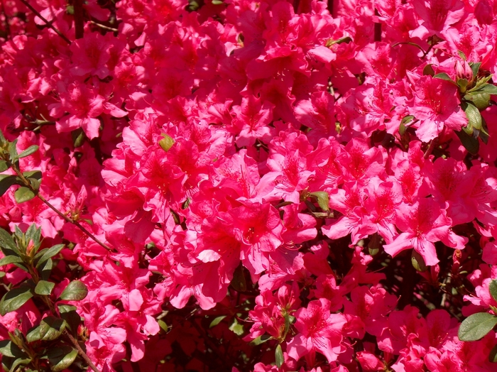 'Pride of Mobile' Azalea - Rhododendron indica from 93 Nursery