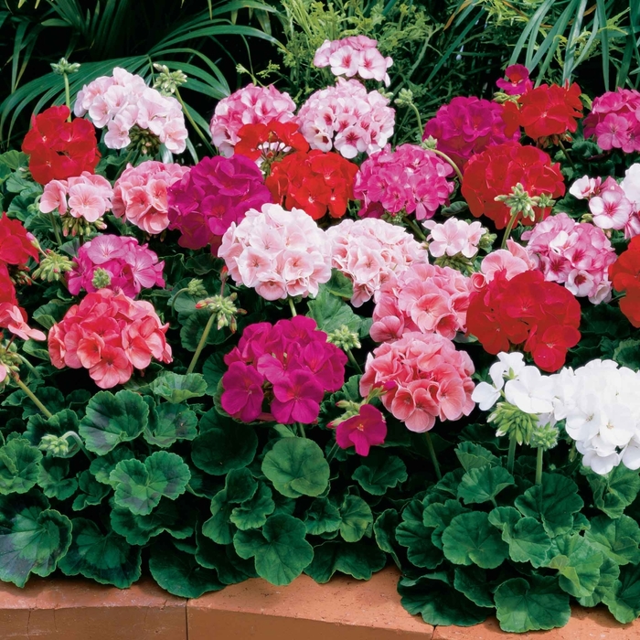 'Multiple Varieties' - Geranium from 93 Nursery