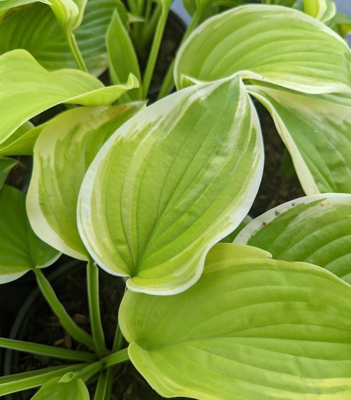 'Fragrant Bouquet' Hosta, Plantain Lily - Hosta from 93 Nursery